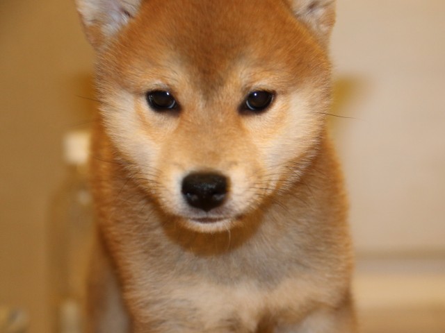 IMG_5558-shiba-puppy
