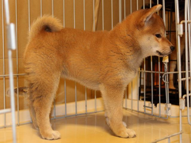 IMG_5562-shiba-puppy