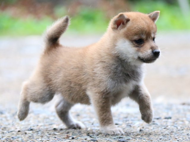 IMG_5579-shiba-puppy