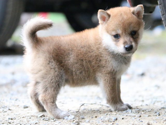 IMG_5594-shiba-puppy