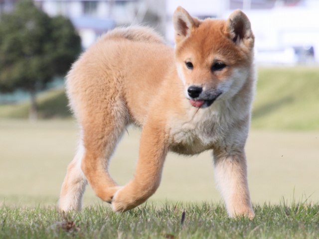 IMG_5601-shiba-puppy IMG_5601-shiba-puppy