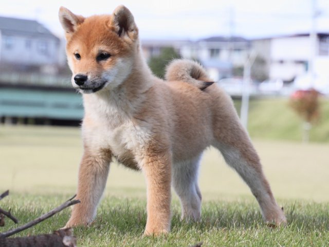 IMG_5609-shiba-puppy IMG_5609-shiba-puppy
