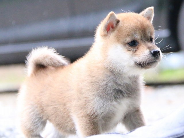 IMG_5632-shiba-puppy