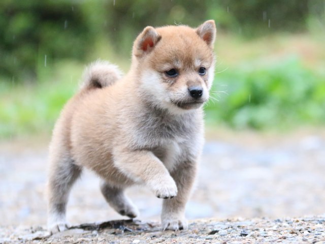 IMG_5640-shiba-puppy