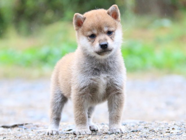 IMG_5651-shiba-puppy