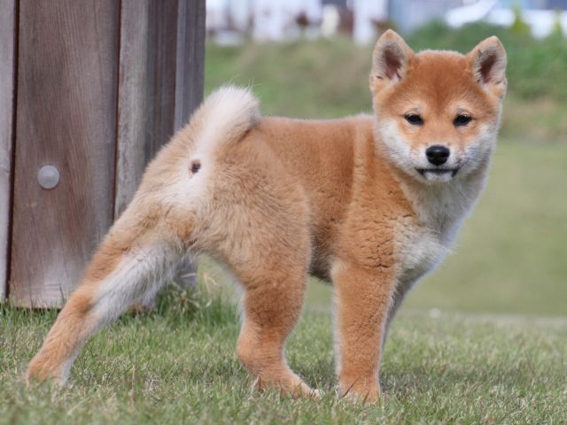 IMG_5662-shiba-puppy IMG_5662-shiba-puppy