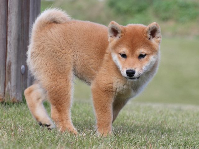 IMG_5664-shiba-puppy IMG_5664-shiba-puppy