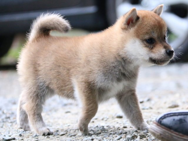 IMG_5669-shiba-puppy