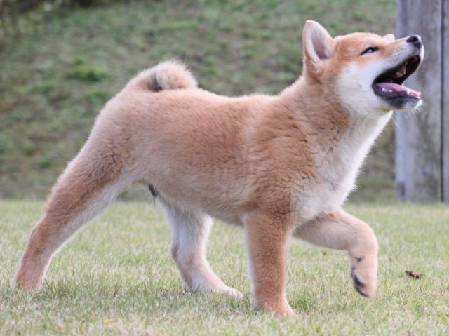 IMG_5719-shiba-puppy IMG_5719-shiba-puppy