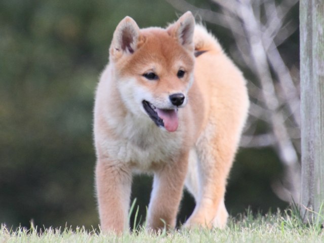 IMG_5739-shiba-puppy IMG_5739-shiba-puppy