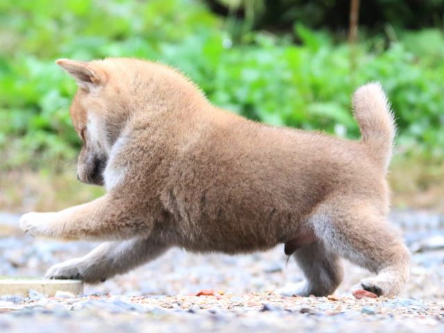 IMG_5752-shiba-puppy IMG_5752-shiba-puppy