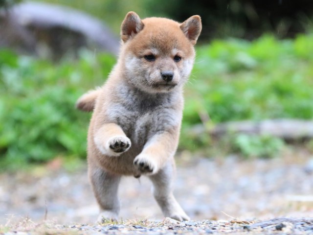 IMG_5775-shiba-puppy IMG_5775-shiba-puppy