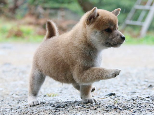IMG_5804-shiba-puppy IMG_5804-shiba-puppy