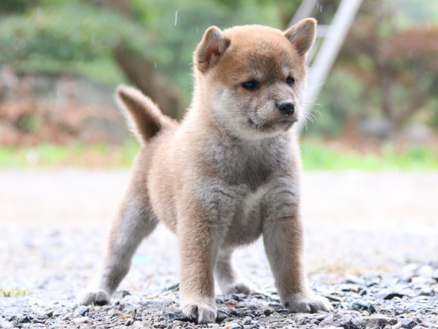 IMG_5828-shiba-puppy IMG_5828-shiba-puppy