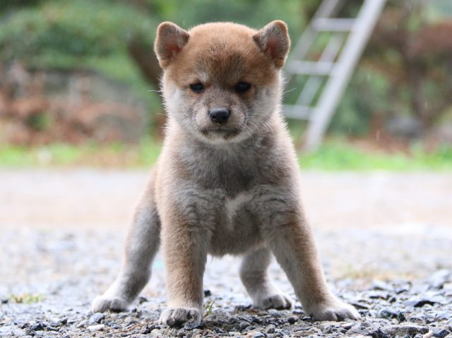 IMG_5829-shiba-puppy IMG_5829-shiba-puppy