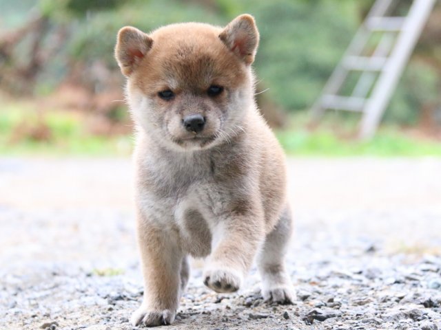IMG_5833-shiba-puppy IMG_5833-shiba-puppy