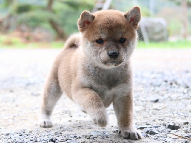 IMG_5838-shiba-puppy IMG_5838-shiba-puppy