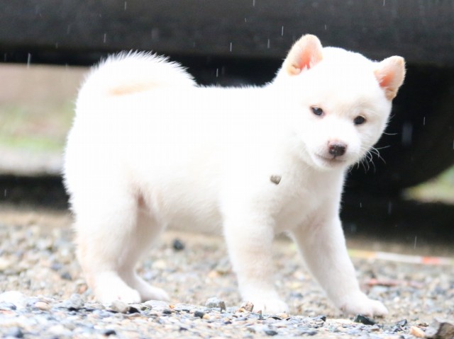 IMG_5962-shiba-puppy