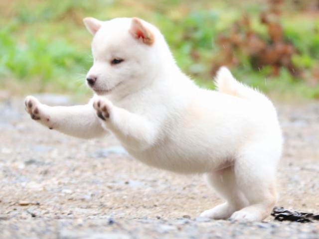 IMG_6016-shiba-puppy