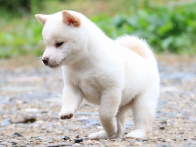 IMG_6215-shiba-puppy