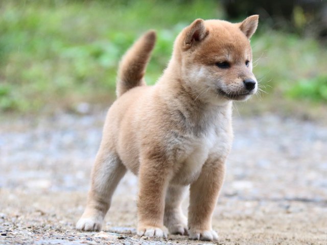 IMG_6277-shiba-puppy IMG_6277-shiba-puppy