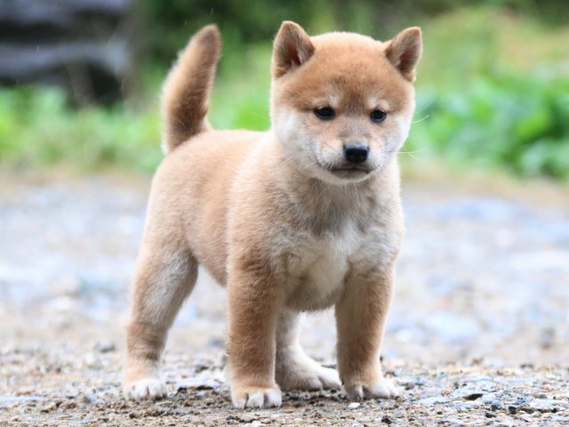 IMG_6322-shiba-puppy IMG_6322-shiba-puppy