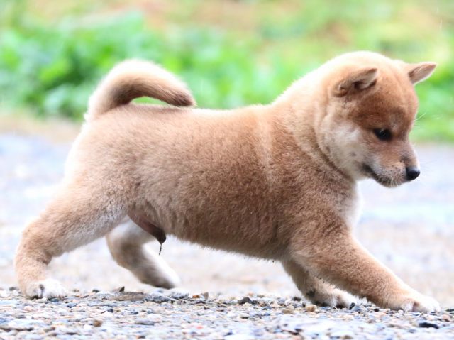IMG_6344-shiba-puppy IMG_6344-shiba-puppy