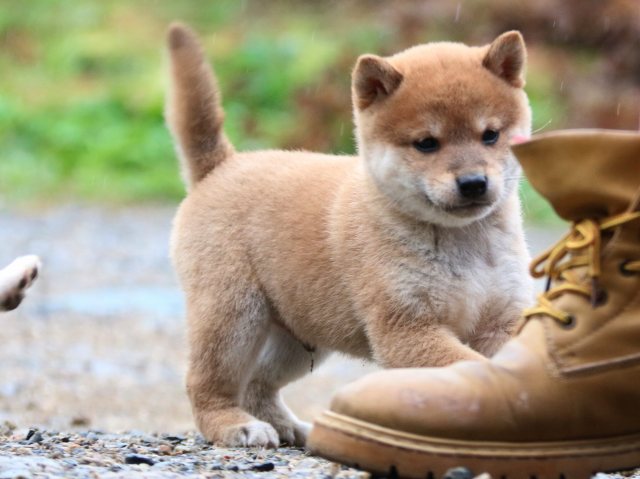 IMG_6347-shiba-puppy IMG_6347-shiba-puppy