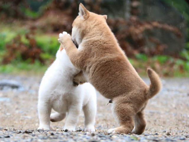 IMG_6357-shiba-puppy IMG_6357-shiba-puppy