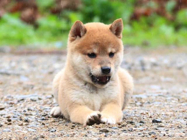 IMG_6366-shiba-puppy IMG_6366-shiba-puppy