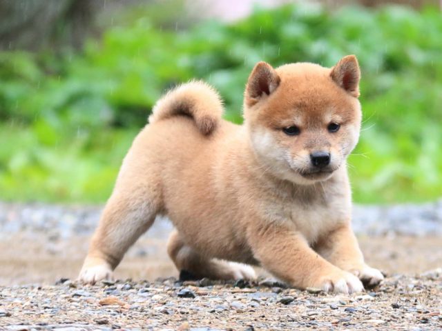 IMG_6424-shiba-puppy IMG_6424-shiba-puppy