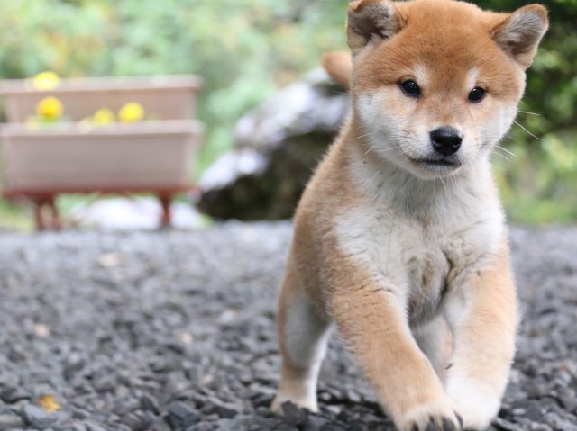 IMG_6466-shiba-puppy IMG_6466-shiba-puppy