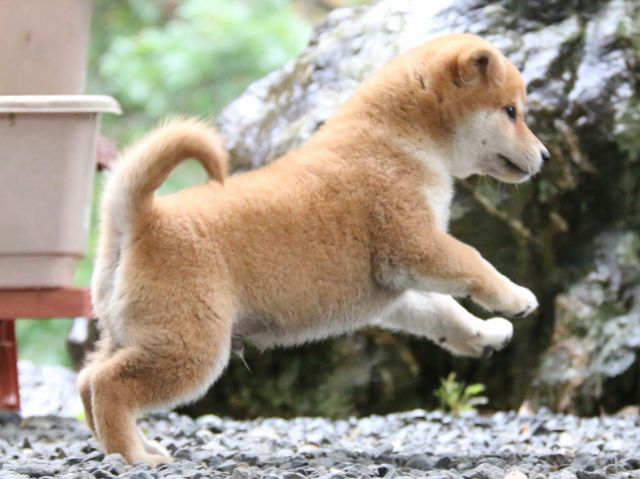 IMG_6504-shiba-puppy IMG_6504-shiba-puppy