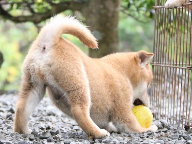 IMG_6523-shiba-puppy IMG_6523-shiba-puppy