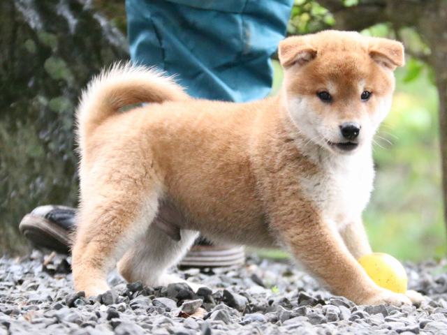 IMG_6578-shiba-puppy IMG_6578-shiba-puppy