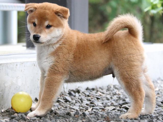 IMG_6600-shiba-puppy IMG_6600-shiba-puppy