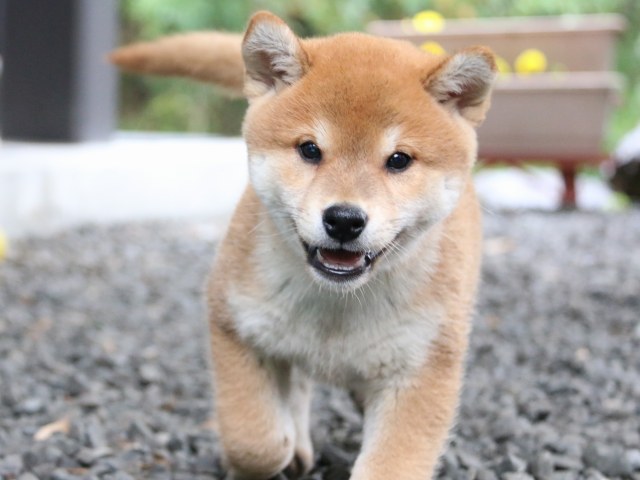 IMG_6610-shiba-puppy IMG_6610-shiba-puppy
