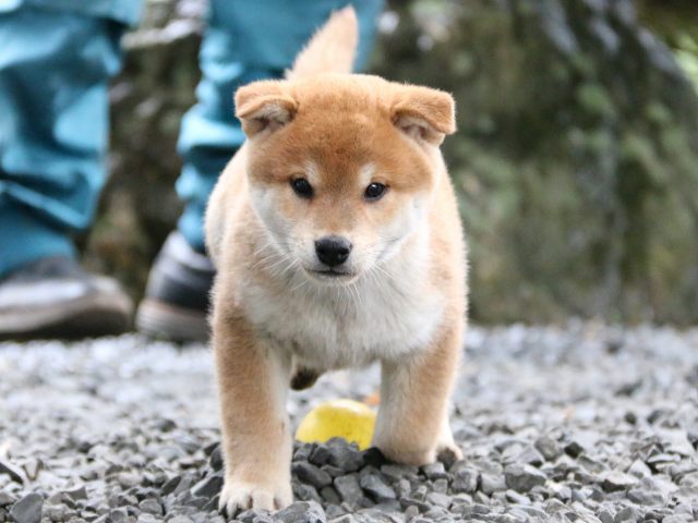 IMG_6619-shiba-puppy IMG_6619-shiba-puppy
