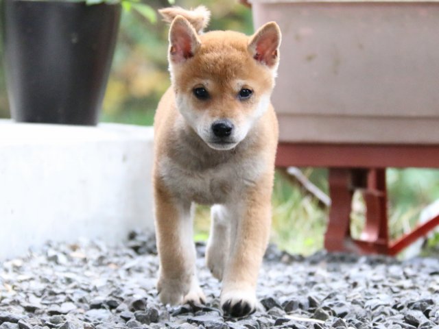 IMG_6651-shiba-puppy IMG_6651-shiba-puppy