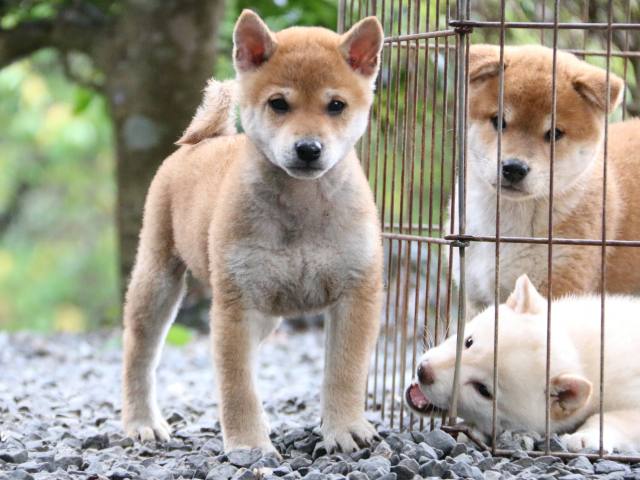 IMG_6679-shiba-puppy IMG_6679-shiba-puppy