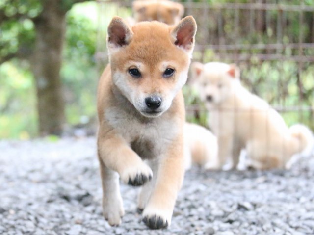 IMG_6688-shiba-puppy IMG_6688-shiba-puppy