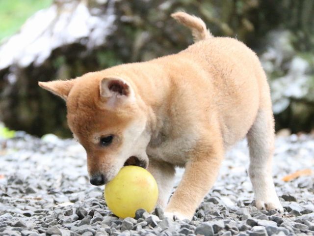 IMG_6694-shiba-puppy IMG_6694-shiba-puppy