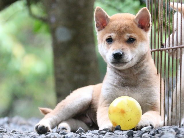 IMG_6782-shiba-puppy IMG_6782-shiba-puppy