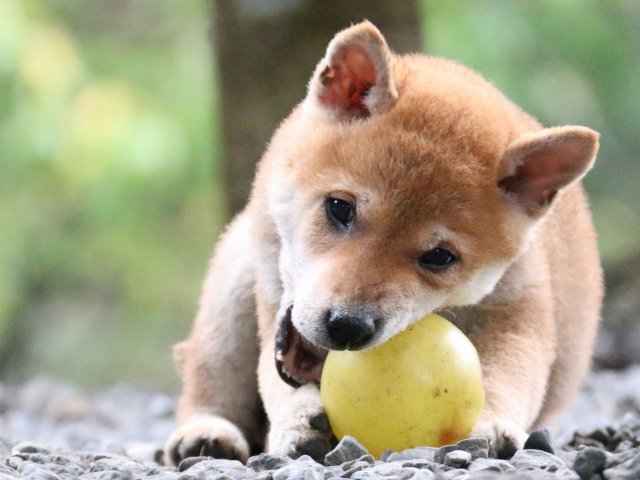 IMG_6791-shiba-puppy IMG_6791-shiba-puppy