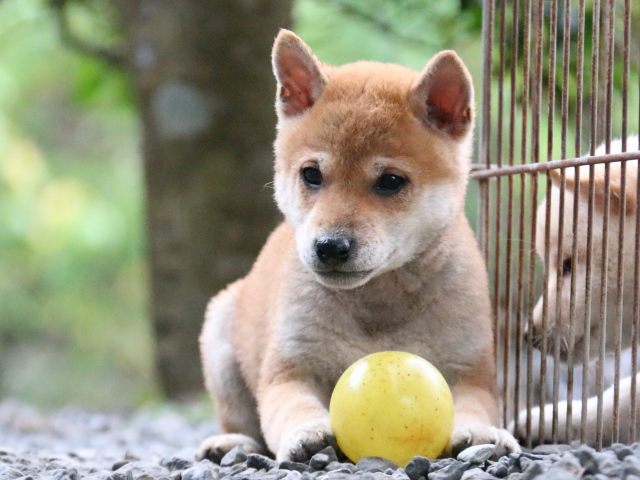IMG_6803-shiba-puppy IMG_6803-shiba-puppy