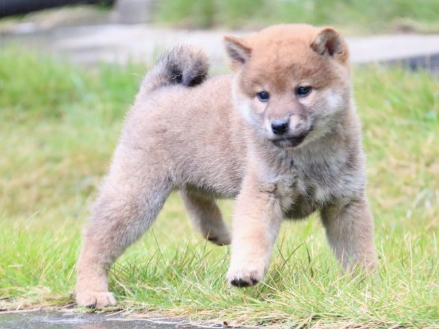 IMG_6850-shiba-puppy IMG_6850-shiba-puppy