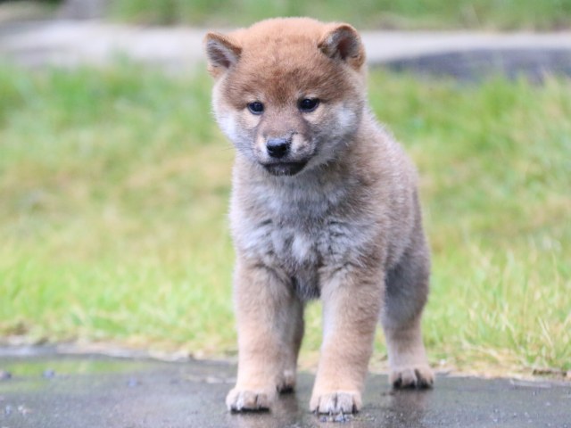 IMG_6857-shiba-puppy IMG_6857-shiba-puppy
