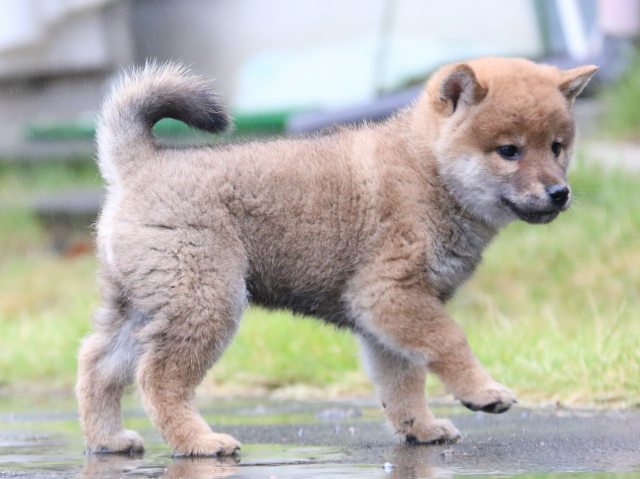 IMG_6890-shiba-puppy IMG_6890-shiba-puppy