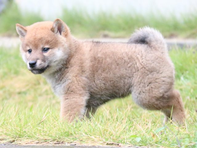 IMG_6910-shiba-puppy IMG_6910-shiba-puppy