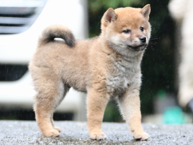 IMG_6956-shiba-puppy IMG_6956-shiba-puppy